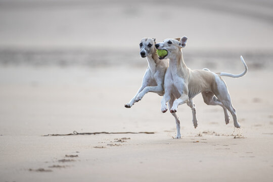Zwei Whippets spielen am Strand