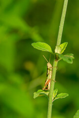 grasshopper hide their enemies.