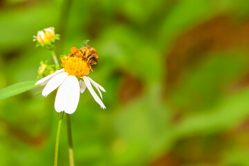 The bee is collecting nectar from flowers.