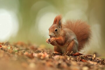 Naklejka na ściany i meble Art view on wild nature. Cute red squirrel with long pointed ears in autumn scene . Wildlife in october forest. . Sciurus vulgaris