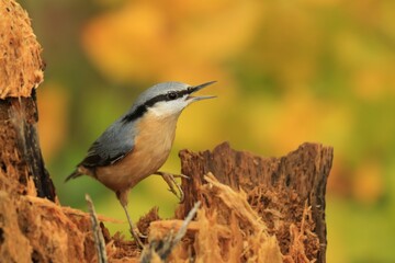 Eurasian nuthatch (Sitta europaea) sits on the stump. nuthatch in the nature habitat. Wildlife scene from fall forest.