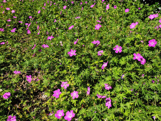 Pink geranium flowers growing in a field on a sunny spring day.