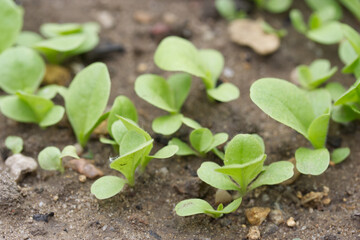 Salade