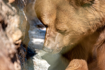 Obraz premium Face portrait of a brown bear with a sad look in the forest