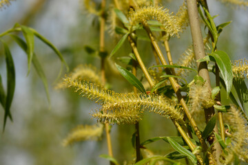Golden Weeping Willow