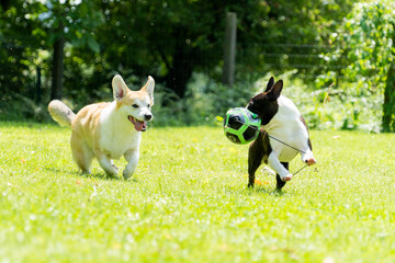 Corgi and boston terrier dogs running and playing with ball in field
