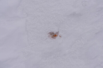 A bright leaf of a tree frozen in the snow.