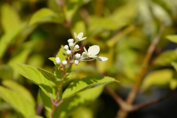 Paniculate hydrangea