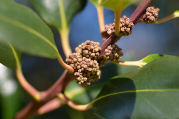 Obraz premium Common Holly