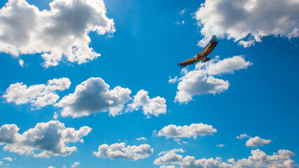 Eagle flying in blue sky