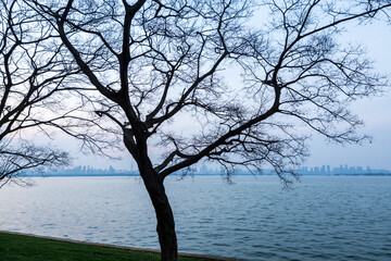 Tree in the winter, lake and twilight at the Donghu (East Lake) of  Wuhan City of China.