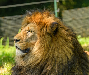 adult male of barbary lion (Panthera leo leo) portrait