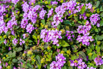 Purple weeping Lantana growing at the river at the Shenzhen Bay, China