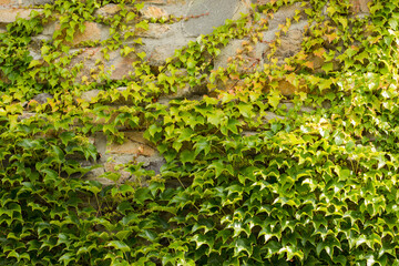 Ivy crawls the edges on a stone wall