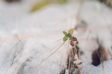 Green plant in snow