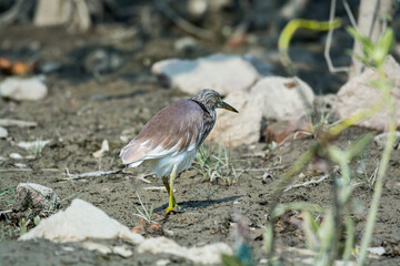 Chinese Pond heron with winter plumage  looking for food at Shenzhen Bay, China