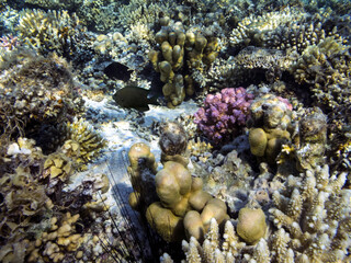 Fototapeta na wymiar Underwater coral reef and sea urchin