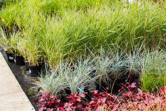 Diversity of potted ornamental grasses sold at market