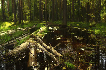sun rays in coniferous forest, abstract landscape summer forest, beautiful wilderness nature