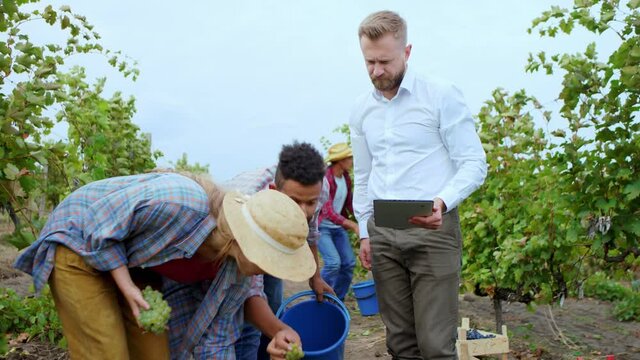 Multiethnic group of countryside people and one businessman in the middle of vineyard they analyzing the results of grapes harvest from this year using digital tablet
