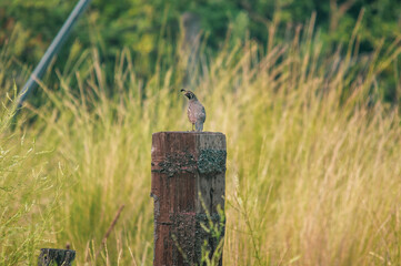 california quail