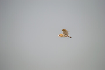 owl in flight