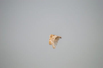 owl in flight