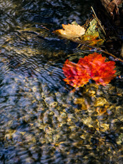 a red autumn leaf under a stream of water