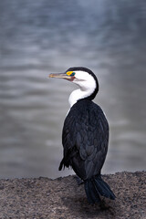 Bird posing in front of water