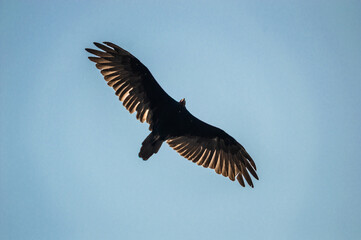 vulture in flight