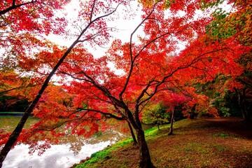 朝地の紅葉