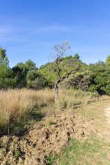 Fototapeta premium View of a mountain path with the ground full of holes made by wild boar 