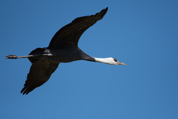 Hooded crane flying with back of blue sky