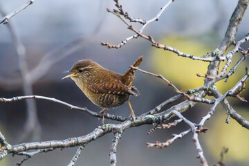 Selective focus photo. Eurasian wren bird, Troglodytes troglodytes.