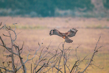 red tailed hawk