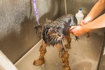 Small dog does not like washing procedures