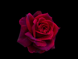 Dark red rose is on black background