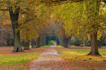 Naklejka premium Autumn in a park in Kassel, Germany, with a lot of old trees and a footpath