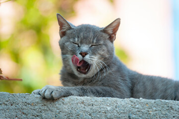 Streunerkatze