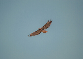 red tailed hawk