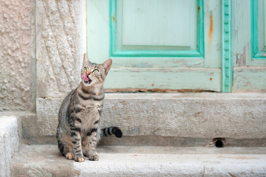 Streunerkatze
