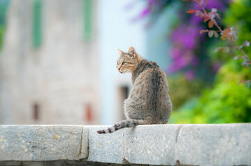 Streunerkatze