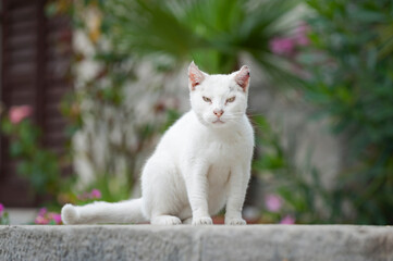 Streunerkatze