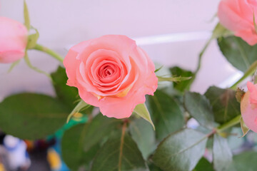 Pink indoor rose pot plant