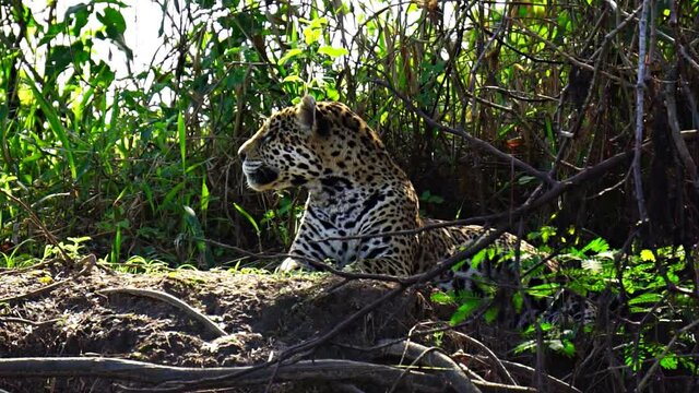 Closeup view of Jaguar resting in Pantanal riverbank, Brazil