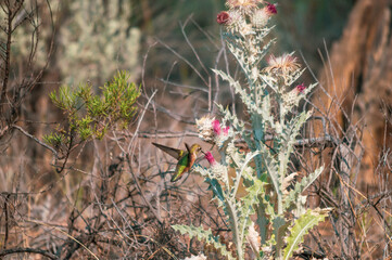hummingbird in flight
