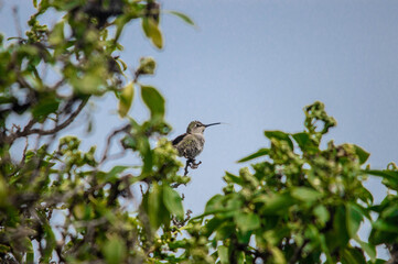 hummingbird in tree