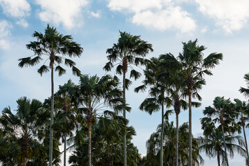 Fototapeta na wymiar Palm trees on the beautiful blue sky background