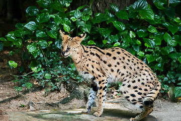 Fototapeta premium Eurasian Lynx (Lynx Lynx)Lynx in green forest with the tree trunk. Wildlife scene from nature.