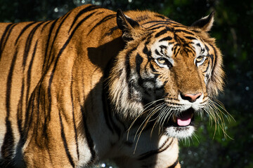 Fototapeta na wymiar The tiger prowl for food in the forest / wild animal in nature.